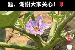 四川VS广东大名单：高登缺阵&王薪凯战旧主 乔丹-贝尔迎首秀